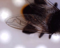 Eristalinae