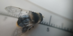 Eristalinae