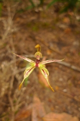 Caladenia plicata