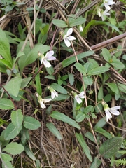 Viola lactiflora
