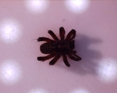 Araneomorphae