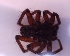 Araneomorphae