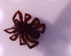 Araneomorphae