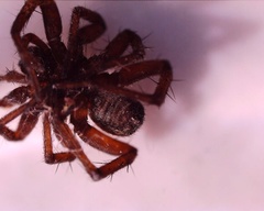 Araneomorphae