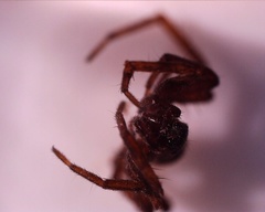 Araneomorphae