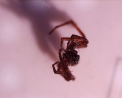 Araneomorphae