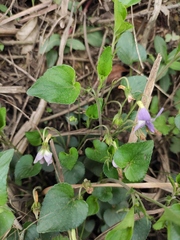 Viola concordifolia