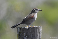 Tchagra tchagra caffrariae