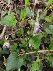 Viola concordifolia