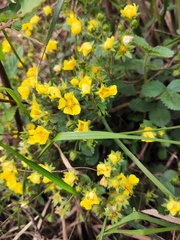 Potentilla fragarioides