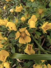 Potentilla fragarioides