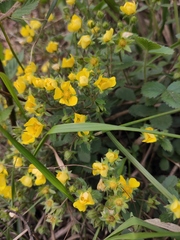 Potentilla fragarioides