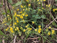 Potentilla fragarioides