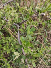 Crataegus cuneata