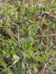 Crataegus cuneata