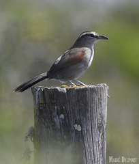 Tchagra tchagra caffrariae
