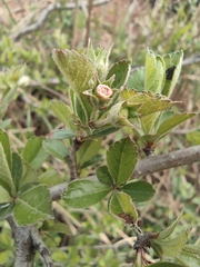 Crataegus cuneata