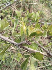 Crataegus cuneata