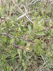 Crataegus cuneata