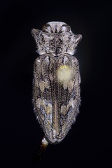 Chrysobothris rugosiceps