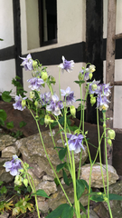 Aquilegia vulgaris