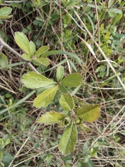 Crataegus cuneata