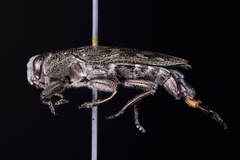 Chrysobothris rugosiceps