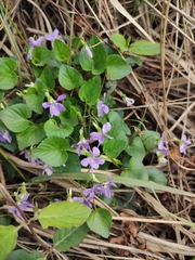 Viola concordifolia