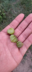 Physalis philadelphica