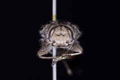 Chrysobothris rugosiceps