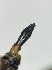 Chrysobothris rugosiceps