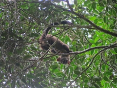 Arctogalidia trivirgata