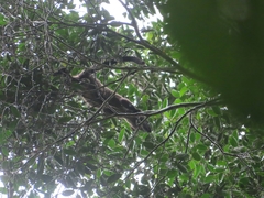 Arctogalidia trivirgata