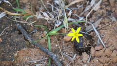Pauridia trifurcillata