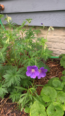 Geranium phaeum lividum