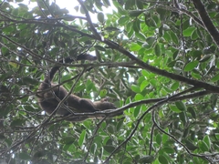 Arctogalidia trivirgata