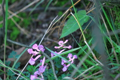 Corydalis decumbens