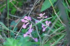 Corydalis decumbens