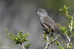 Cercotrichas coryphoeus coryphoeus