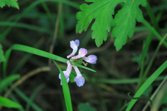 Corydalis decumbens