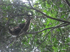 Arctogalidia trivirgata