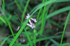Corydalis decumbens
