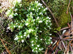 Gentianella cerina