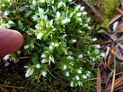 Gentianella cerina