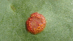 Uromyces limonii