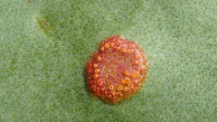 Uromyces limonii