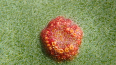 Uromyces limonii