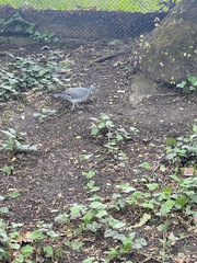 Columba palumbus