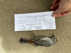 Dumetella carolinensis