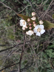 Spiraea salicifolia